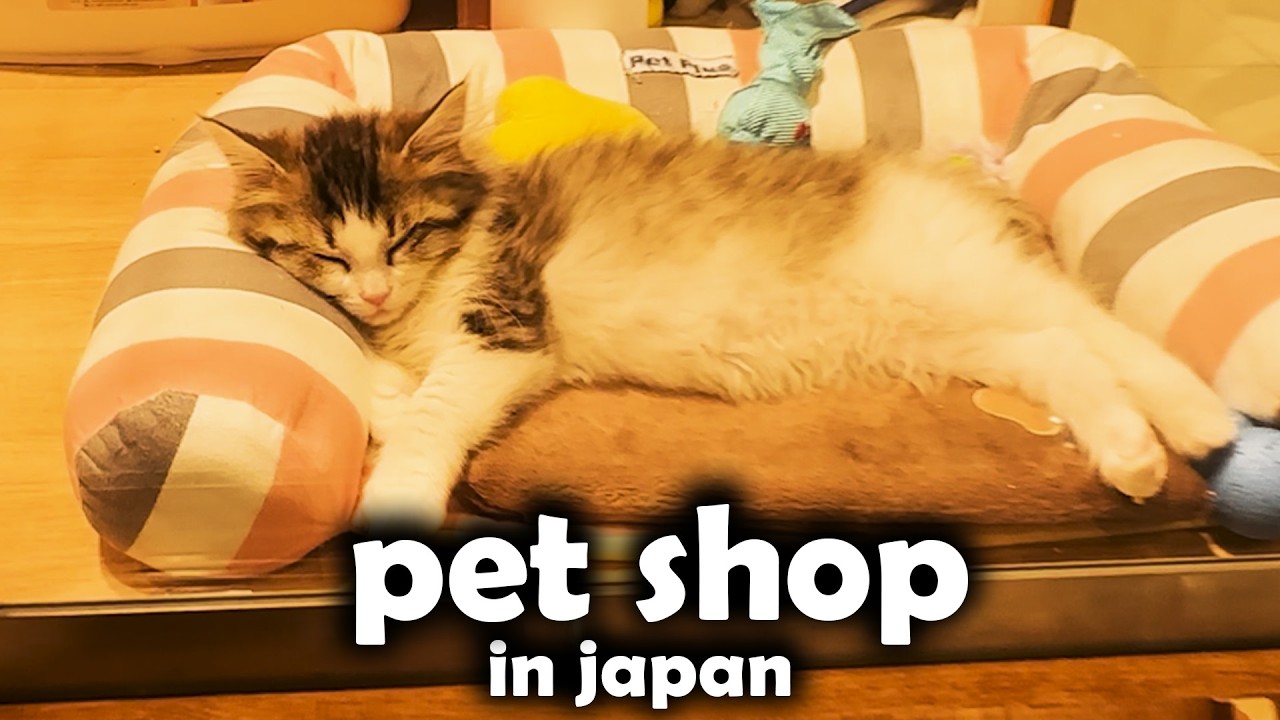 exploring Japan's popular Pet Store
