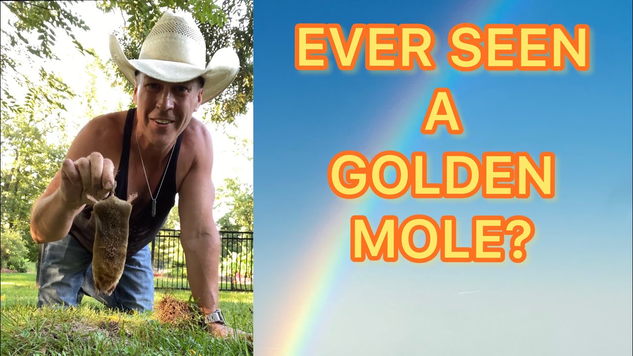 Ever Seen A Golden Mole???