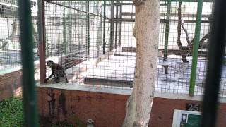 Download Lagu Dent's Mona Monkey at Dubai Zoo. 19.12.2012 MP3