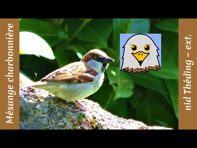 Moineau (nid Théding)