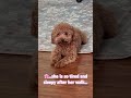 #cute #petshub #puppy #cutepet #cuteanimal #pets #poodle ##puppy