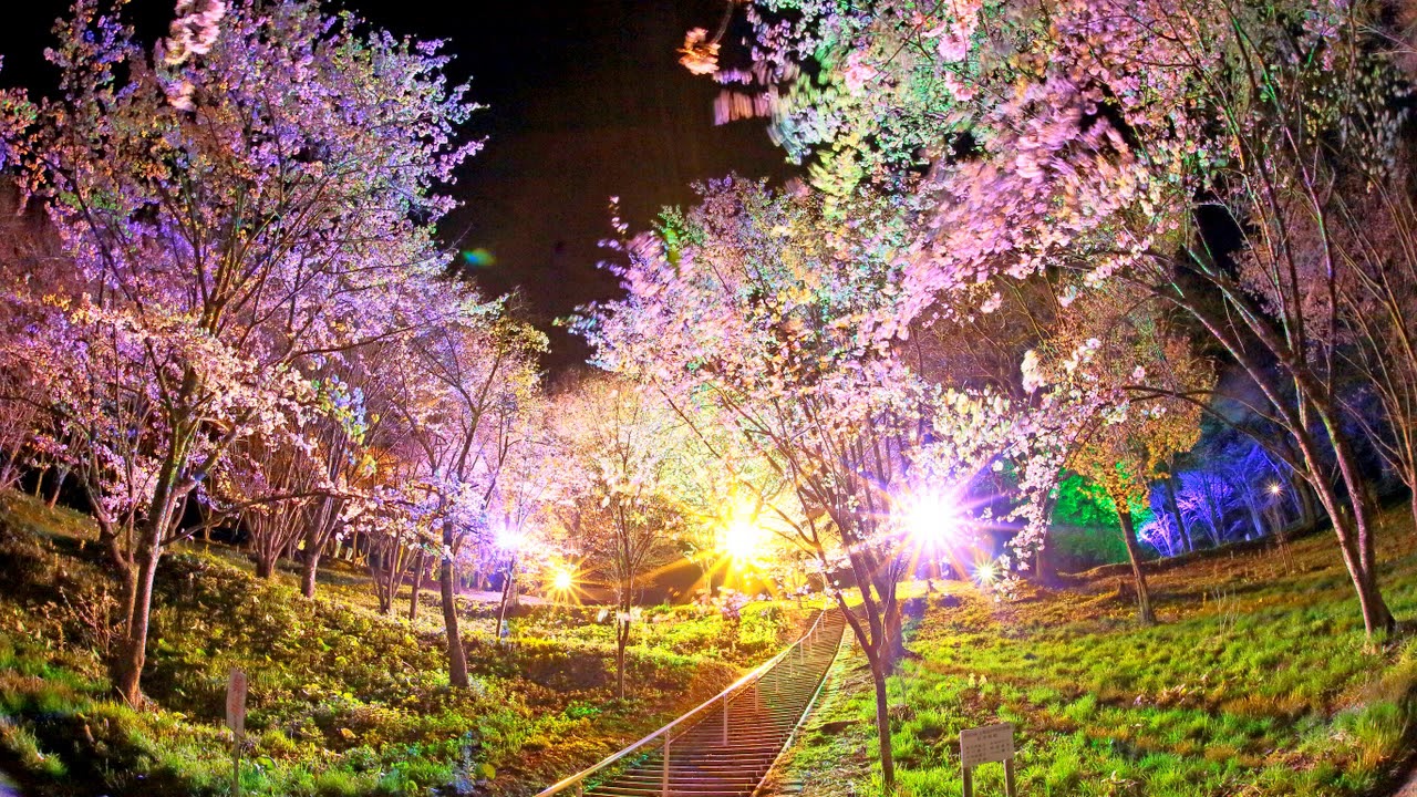 金刀比羅さくら公園（北海道） | 2026年桜祭り・夜桜ライトアップ