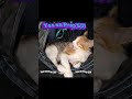 Faith as a #kitten #YesOn50 #VoteYesOn50 #California #FDT #Trump