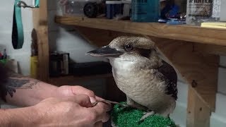 kookaburra flight bird training boy