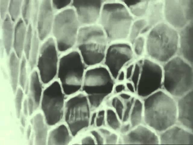 Eschaton (Ancient Methods & Orphx) - Age Of Iron [TOKEN38]