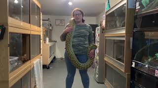 Burmese Python handling and Royal Python eggs are hatching!