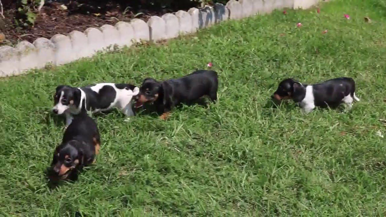 Mini Dachshund Puppies For Sale YouTube