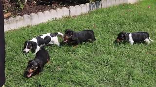 Mini Dachshund Puppies For Sale