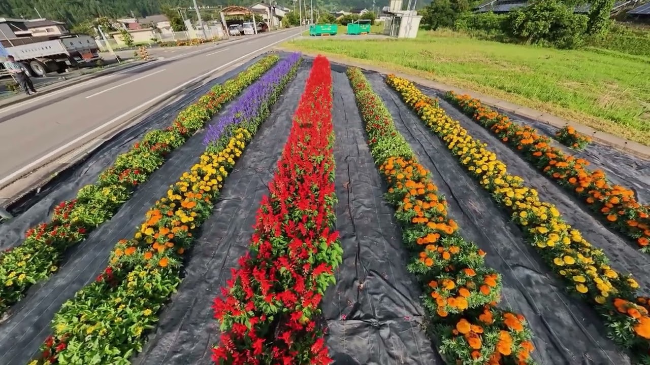 地域ぐるみんでむらじゅう花ざかり「上生坂区の花畑」の風景 - YouTube