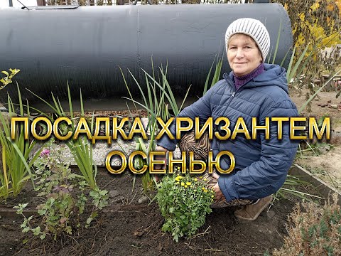 Посадка хризантем осенью