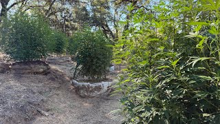 Garten-Update „der Schrottplatz“ Standort 2