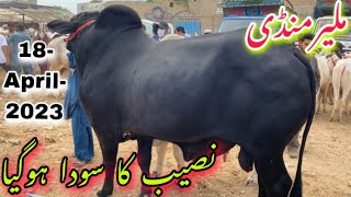 Malir Mandi Karachi Cattle Rates update 18-April -2023 | cow mandi 2023 | bakra eid