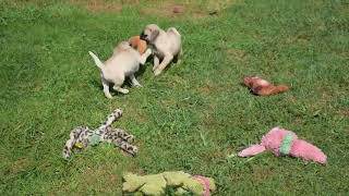 Pug Puppies For Sale
