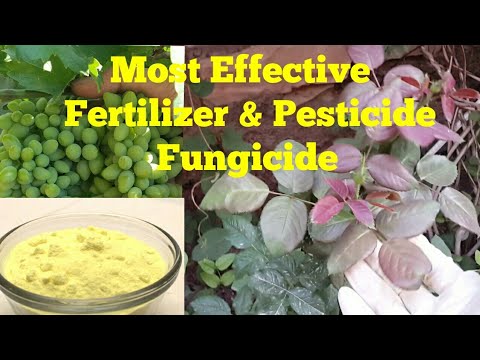 Effective Organic Fungicide and Pesticide | Use Natural Sulfur For Plants and Trees In Garden