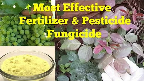 Natural Sulfur: An Effective Organic Solution for Plants and Trees