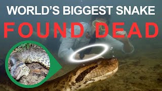 Ana Julia | World's Biggest Snake Found Dead