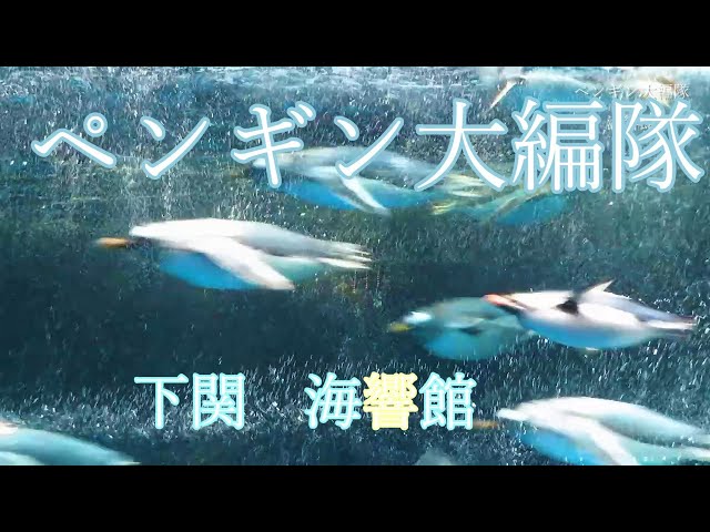 大迫力！ペンギン大編隊【海響館】gentoo penguin 下関市立しものせき