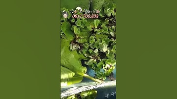 Tới Nơi Kiểm Tra Nước Giếng Xử Lý Thuốc & Thả Ốc Bươu Giống Cho Khách Ở U Minh Kiên Giang Cũ