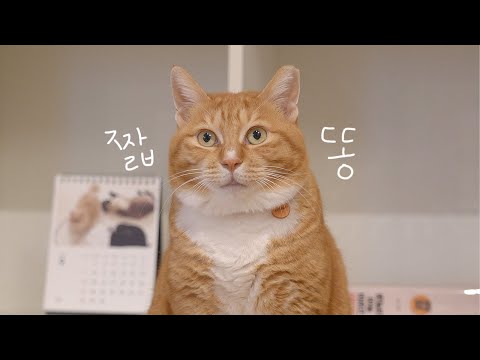 딸고영은 진짜 왜 이렇게 짧고 귀여울까?????
