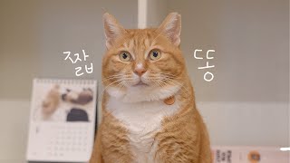 딸고영은 진짜 왜 이렇게 짧고 귀여울까?????