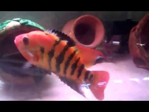video phone beyonce mp3 exCichlasoma festae Wild Caught Ecuador Spawn