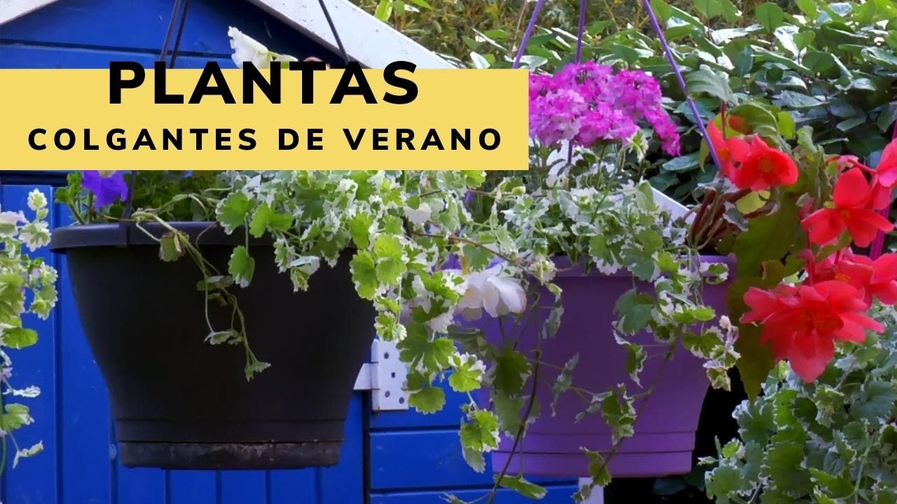 Plantas para verano - Bricomanía - Jardinatis -