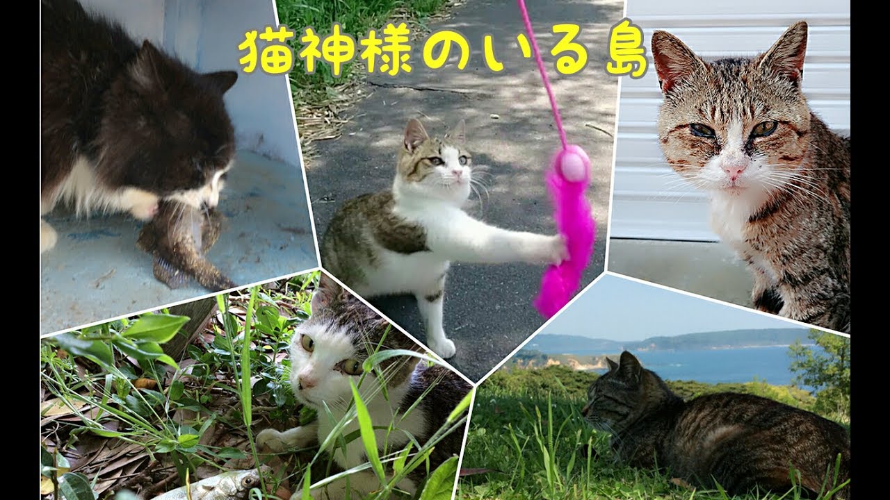 ネコの数が人口より多い『田代島』の猫神社 - YouTube