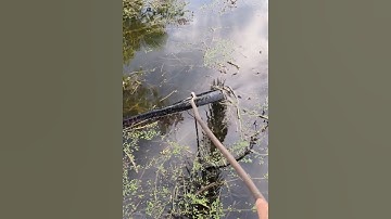 Con cá khổng lồ vẩy rồng kỳ lạ #cacconvat #docla #fishing