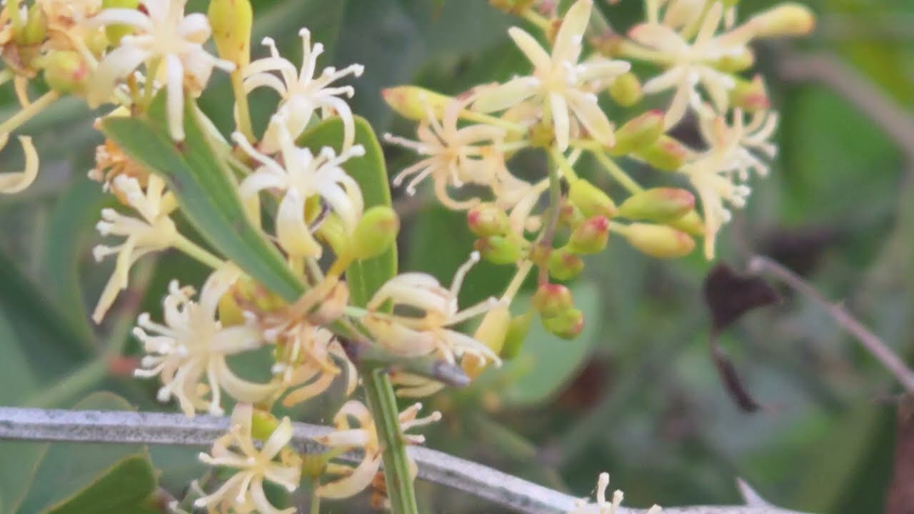 קיסוסית קוצנית פורחת فشاغ قاس Smilax aspera in bloom