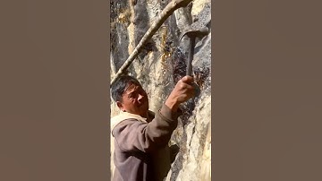 Shilajit Extraction From Nepal | Shilajit Hunting Tour | Premium Grade Shilajit