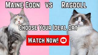 Cat Confusion: Maine Coon vs. Ragdoll – Who Will You Choose