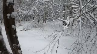 Снежный лес