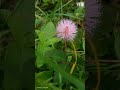 #botany#flowers#mimosa#shorts