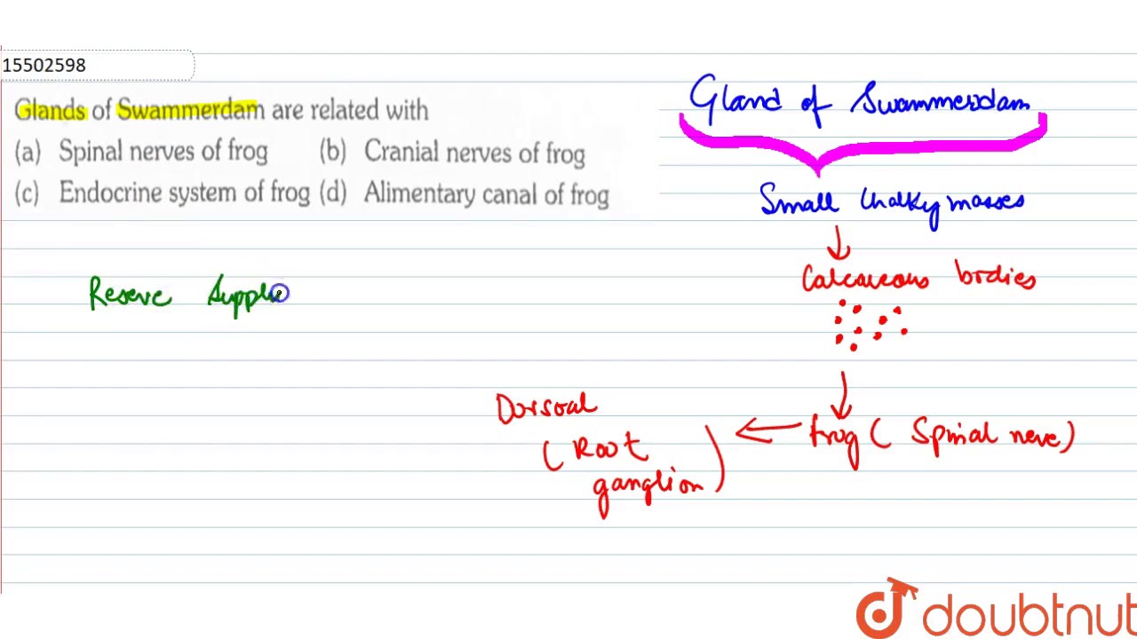 Glands of Swammerdam are related with