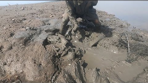 đầu năm mùng 2Tết đi bắt tôm tít gặp phải hang cá ngát (lê nghiã cần giờ)