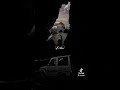 اقوا زامل طوفان الاقصى