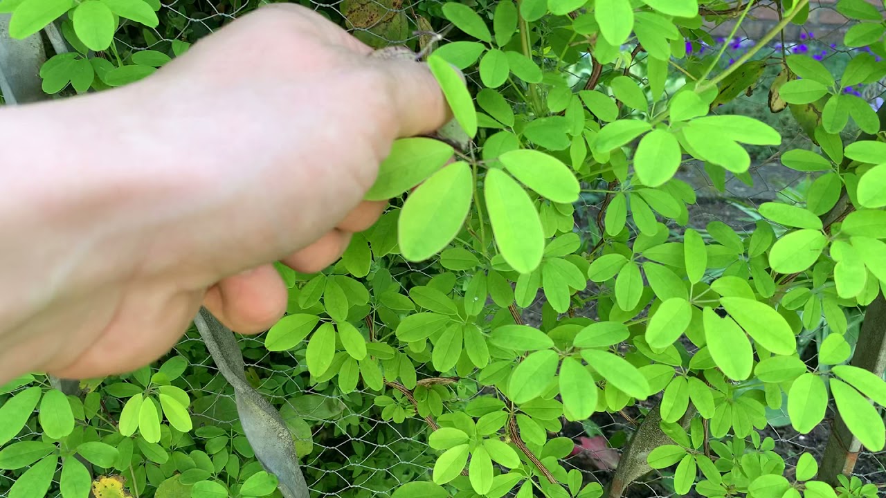 Akebia Quinata „Schokoladenwein“ in Deutschland auspflanzen