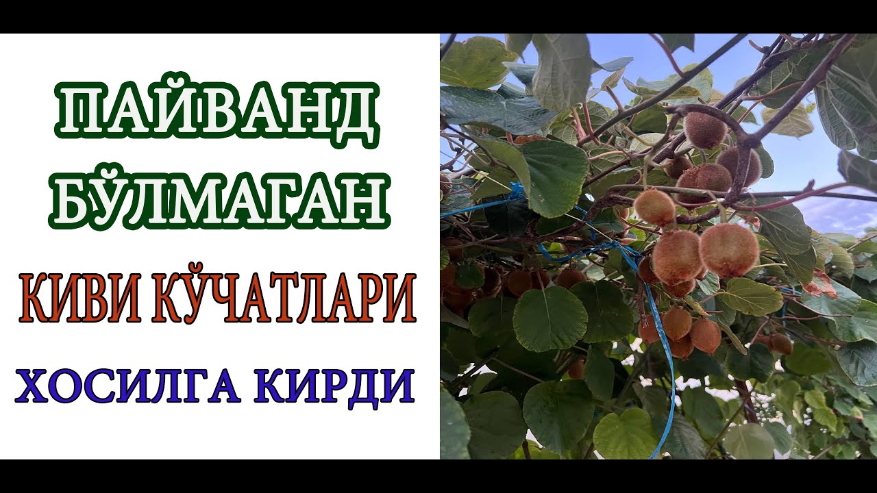 Пайванд бўлмаган, жинси ноаник кивилар хосил беришни бошлади.