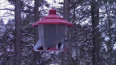 Audio Visual Catnip February 2018