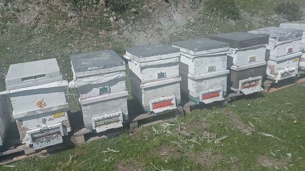 KIŞTAN ÇIKAN KOVANLARIMIZA 10  MARTDA KAT ATTIK.VİTES ARTTIRDIK..KERAMET BİZDE DEĞİL BU TOZDA....