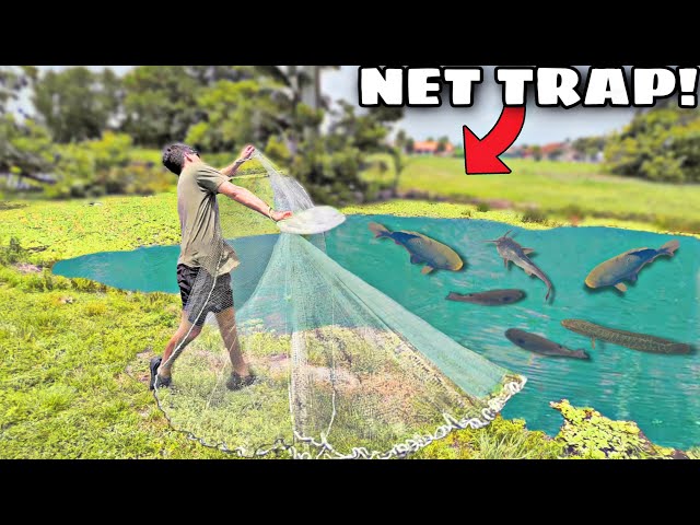 NET TRAP CATCHES TONS Of FISH For My BACKYARD POND! 