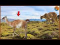 ONÇA PARDA ATACA O GUANACO E ISSO ACONTECE!