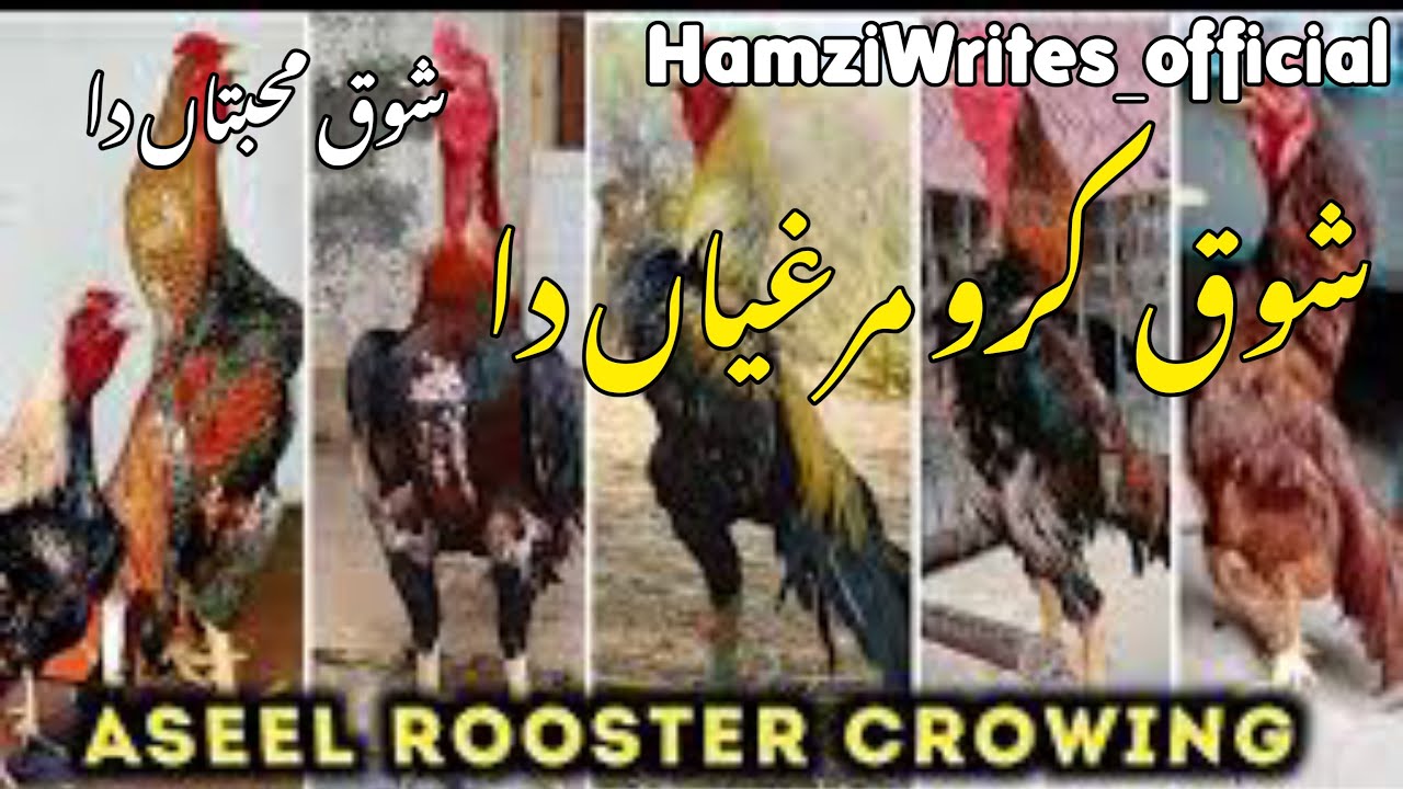 Aseel lovers || shoqe mhbta the|| #viral #unfrezzmyaccount #dont_forget_to_like_and_subscribe hamzi