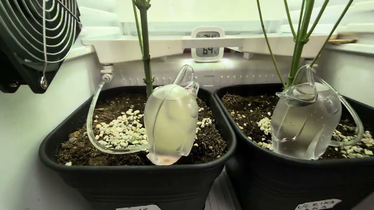 Fridgegrow 2.0 flyover with seriotica by serious seeds inside