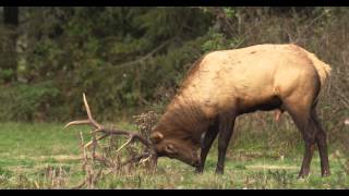 A Rutting Roosevelt Elk Urinates On Itself