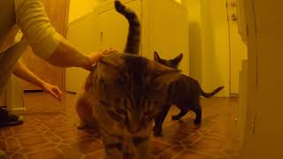 Chausie Kitten and Tabby Cats by Meow 67 views 4 years ago 6 minutes, 34 seconds