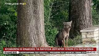 ΑΥΞΑΝΟΝΤΑΙ ΟΙ ΕΝΔΕΙΞΕΙΣ ΓΙΑ ΠΑΡΟΥΣΙΑ ΖΕΥΓΑΡΙΟΥ ΛΥΚΩΝ ΣΤΟ ΠΑΡΑΛΙΜΝΙΟ