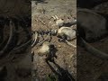 RDR2 Whale Bones Mystery 🐋 Hidden Giant Skeleton in the Desert!