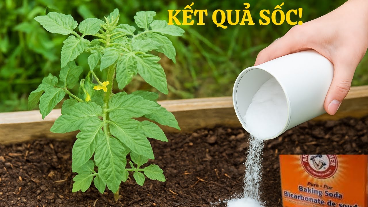 Bí Mật Làm Vườn Với Baking Soda: Rắc Lên Cây Và Điều Kỳ Diệu Xảy Ra