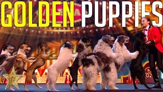 GOLDEN BUZZER Audition Is Crowned The BEST DOG ACT EVER By Simon Cowell! | Got Talent Global Resimi